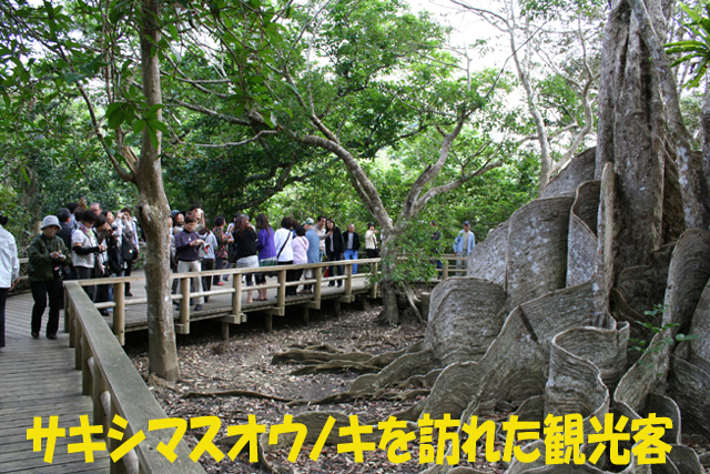 写真:サキシマスオウノキを訪れた観光客