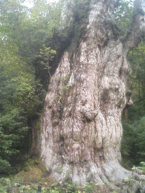 縄文杉