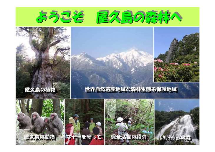 ようこそ屋久島の森林へ