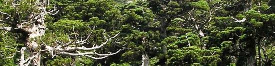 屋久島森林環境保全センターのイメージ写真