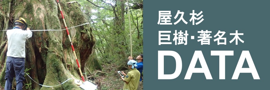 屋久杉巨樹著名木DATA