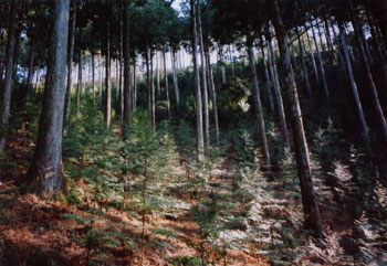 multi-storied forests