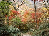 石鎚登山道八丁付近縮小版