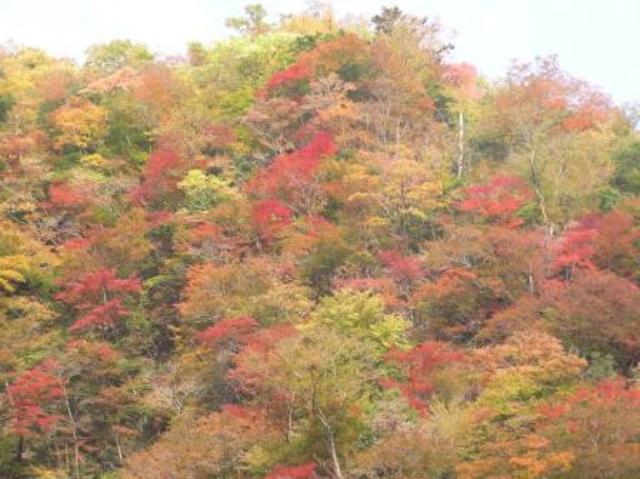 別府渓谷の紅葉