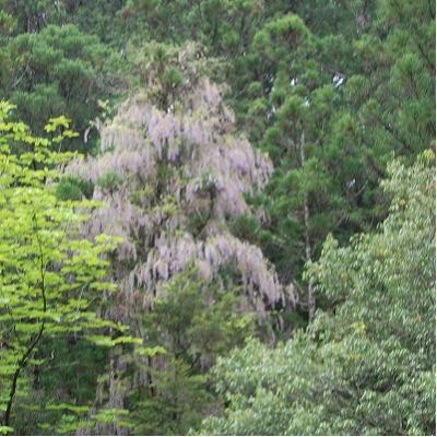 千本山風景林の花1