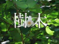 jyumokutop