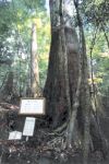 千本山橋の大杉