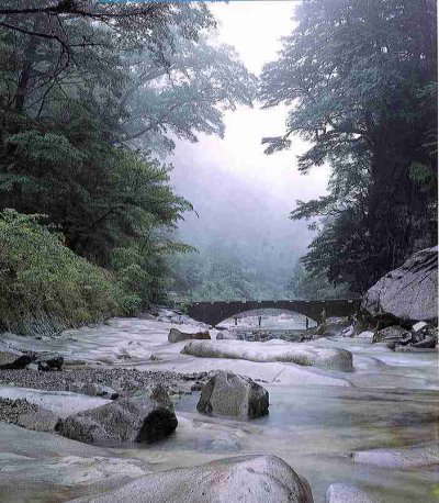 面河自然休養林の風景