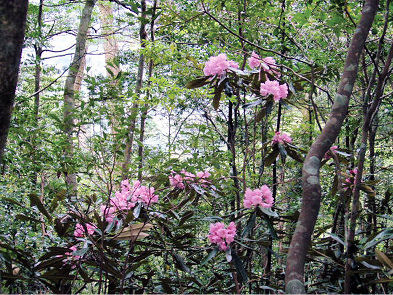 久保谷山風景林（写真はシャクナゲ）