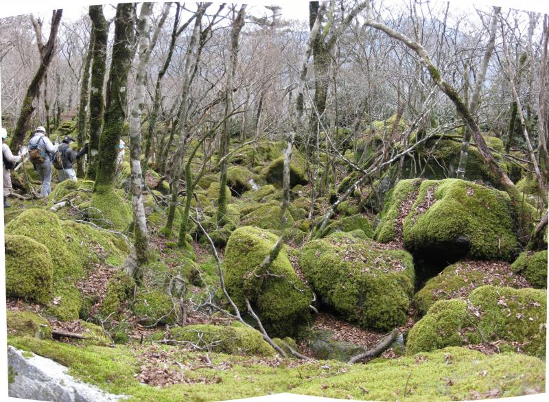 竜王山林内