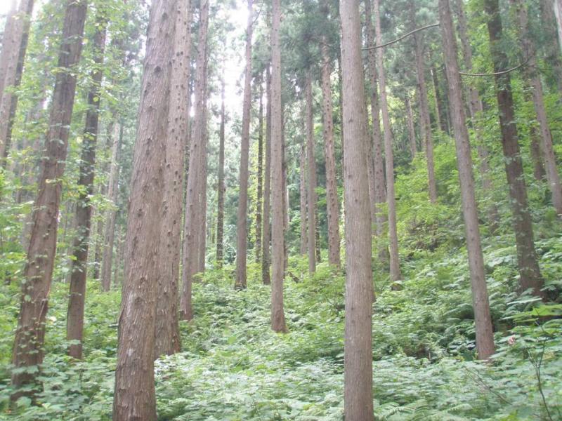 平成26年度東北森林管理局分収育林販売予定箇所