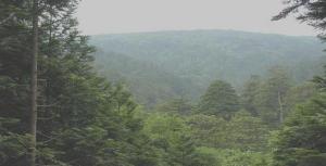 増川ヒバ施業実験林の風景（津軽半島）