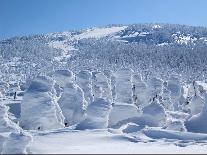 吾妻稜線の樹氷原