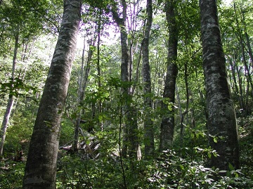 原生的なブナ林