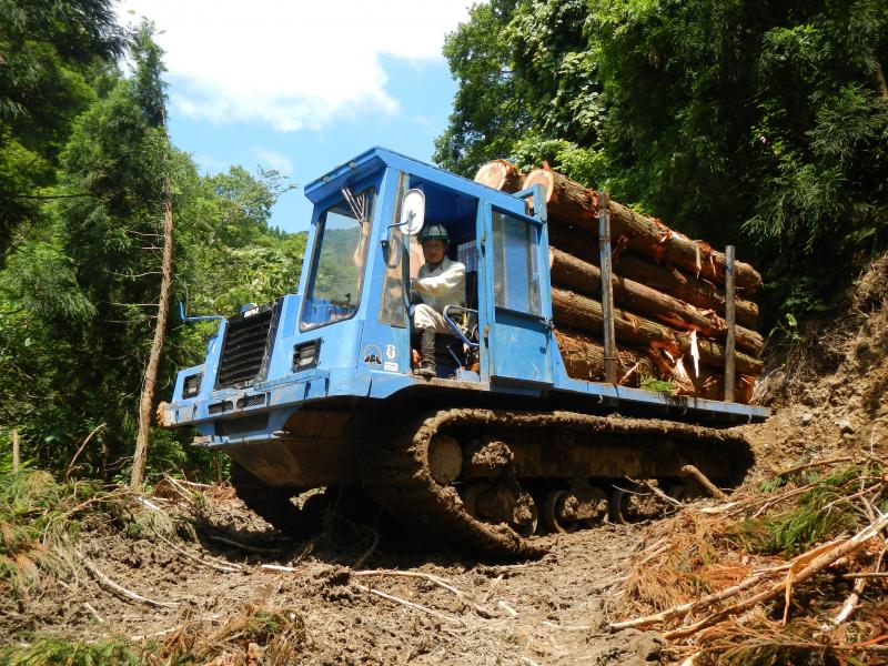 八幡沢国有林での木材生産
