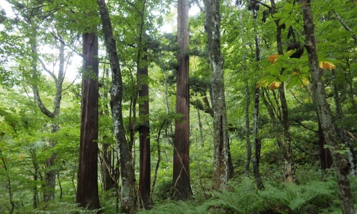 自生山スギ希少個体群保護林