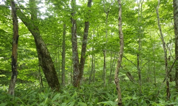 琴畑湿原ハルニレ遺伝資源希少個体群保護林