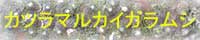 カツラマルカイガラムシ