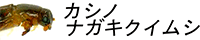 カシノナガキクイムシ