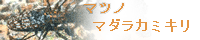 マツノマダラカミキリ