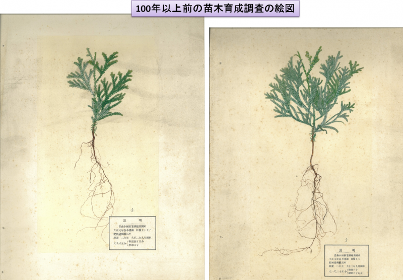 100年以上前の苗木育成調査の絵図