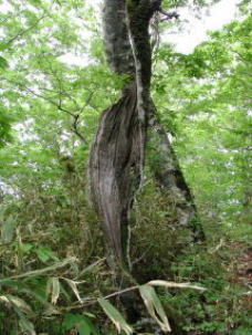 胴が枯れてもなお、生き残るブナの老木