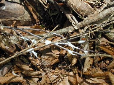 落葉分解菌と思われる白い菌糸の塊