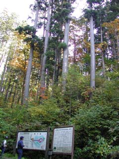 仁鮒水沢スギ保護林