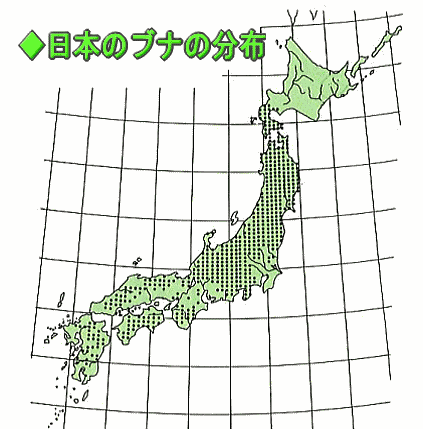 日本のブナ分布