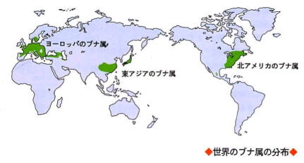 世界のブナ