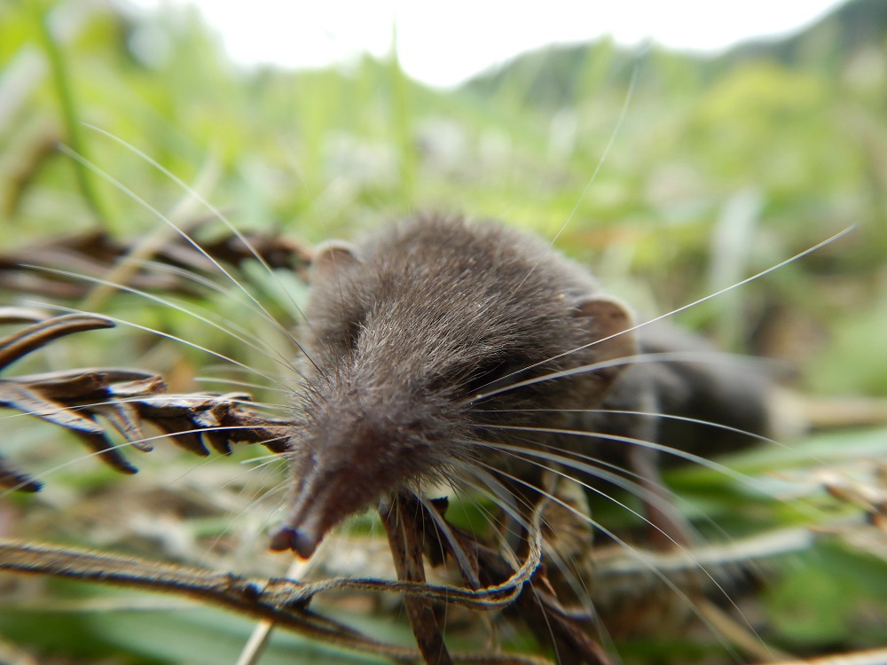 ジネズミのヒゲ面。ネズミと名付けられつつモグラの仲間だが、地中に潜ることはない。(2020.10.9)