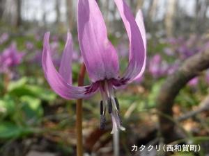 カタクリの花（西和賀町）