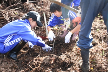 トチノキを植える生徒たち