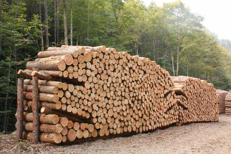 写真：集積した間伐材