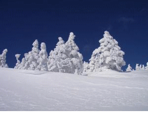 写真：蔵王の樹氷、お釜、アサギマダラ、コマクサ、イワガラミ