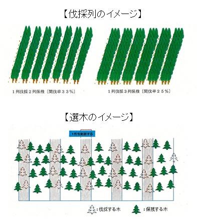 伐採列・選木イメージ