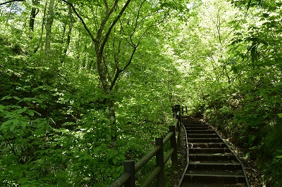 ブナ自然林への階段