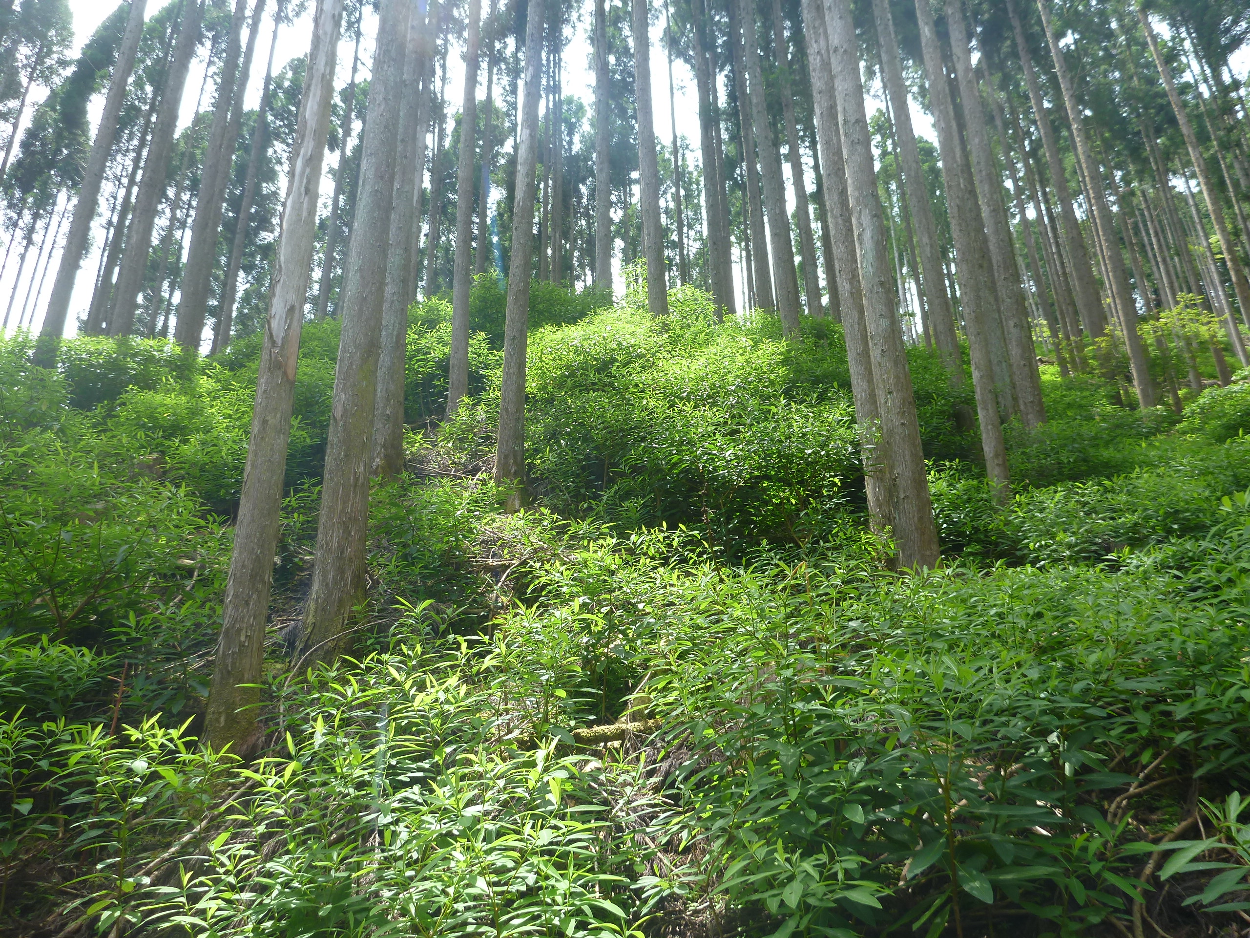 ミツマタの群生