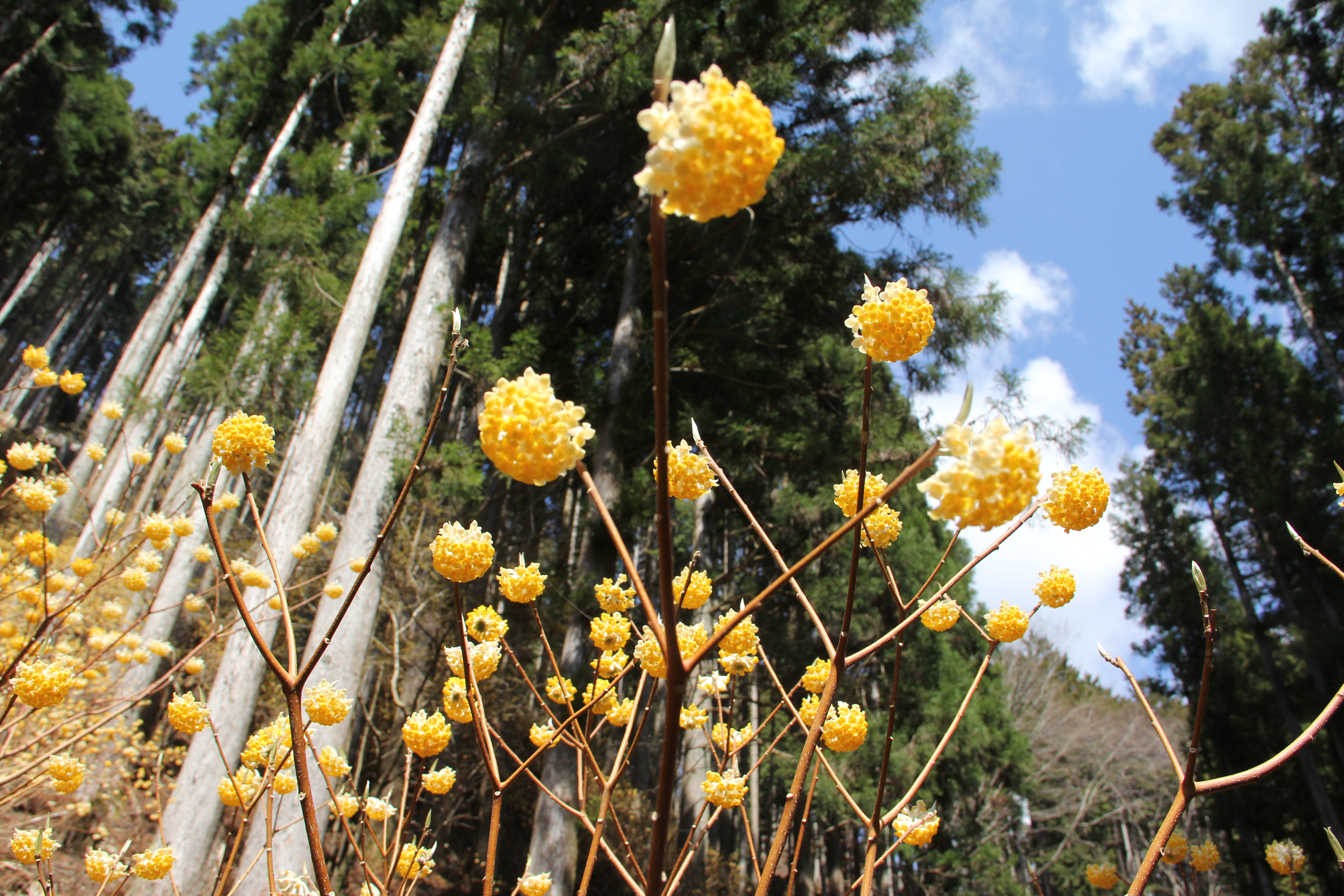 ミツマタの花