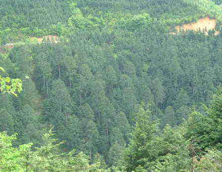 全景