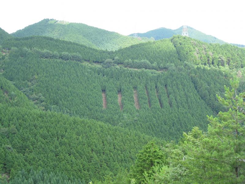 21年下層植生遠景