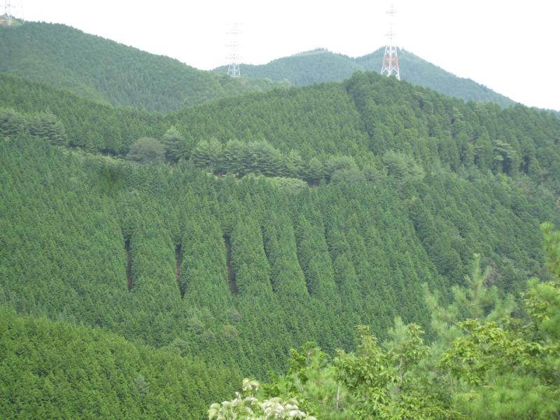 26年下層植生遠景