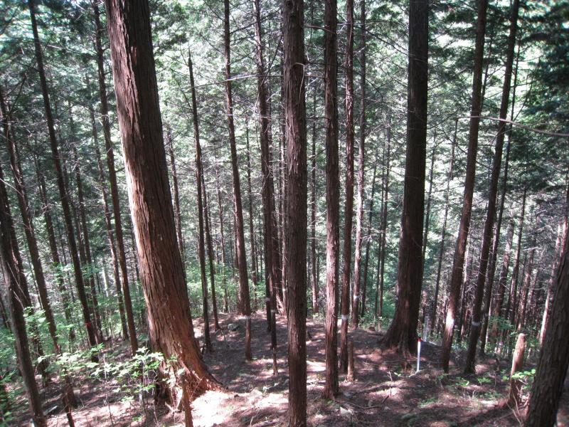 H26小川長洞複層林除Ⅱ前
