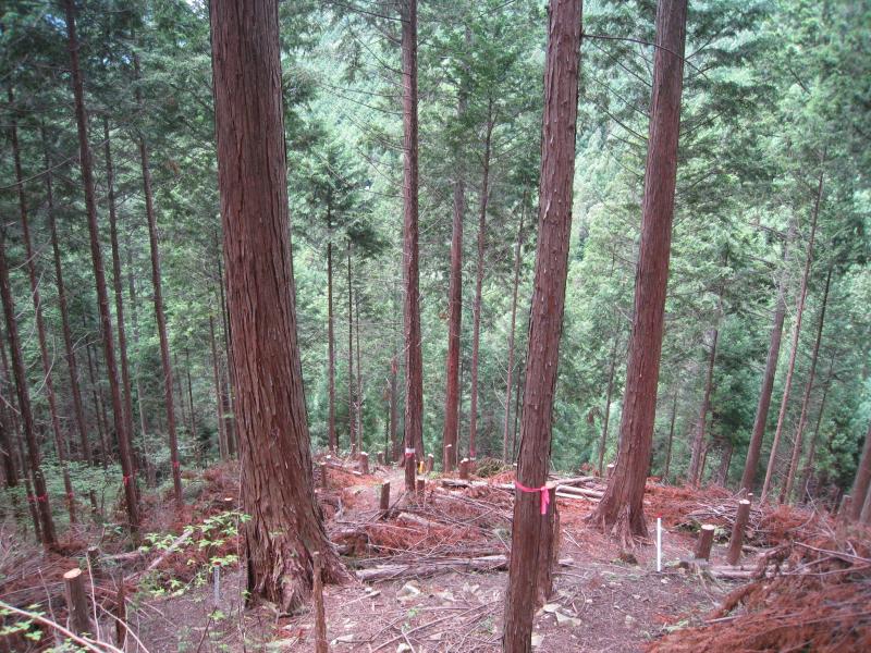 H26小川長洞複層林徐Ⅱ後