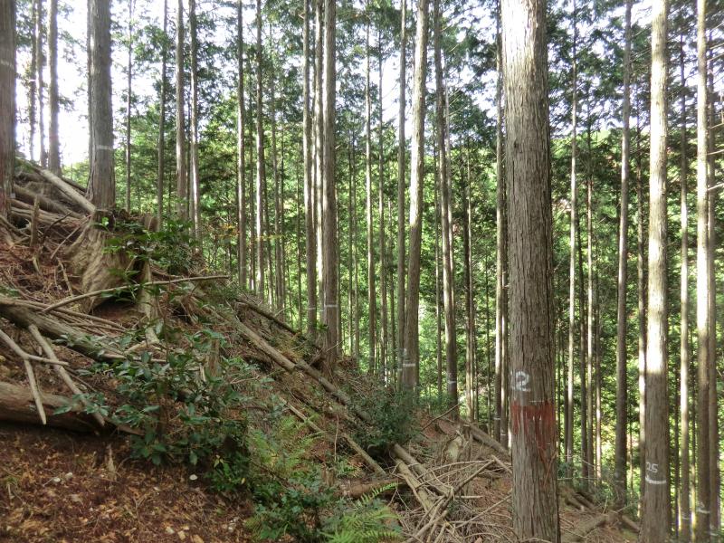H26間伐推進　七宗
