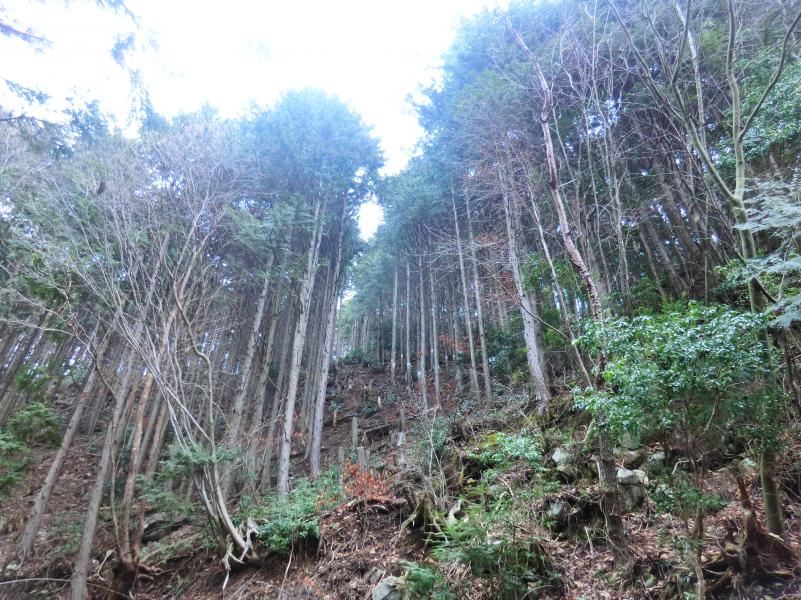 26年度列状区