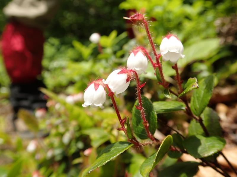 白木峰h280604写真2