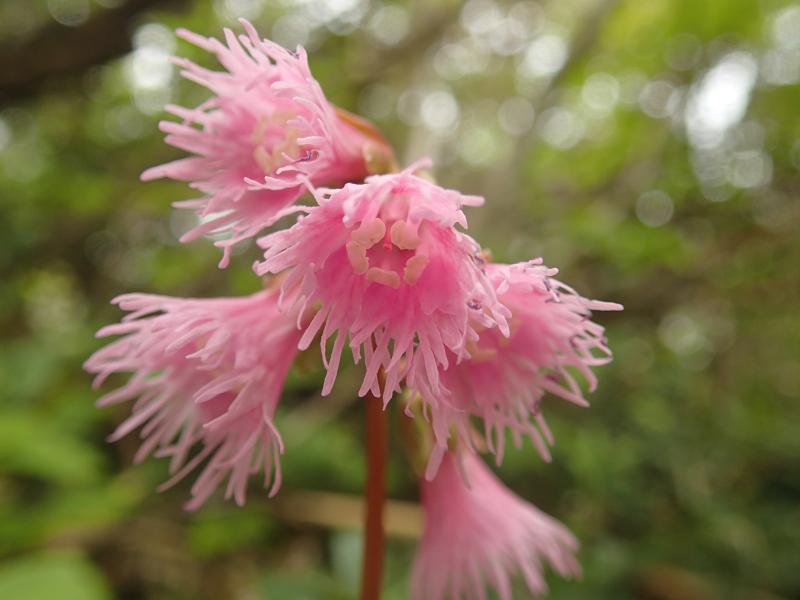 白木峰h280604写真3