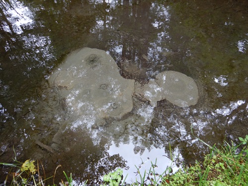 念仏池の湧水
