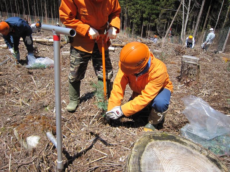 岐阜県と合同でコンテナ苗を試験植栽